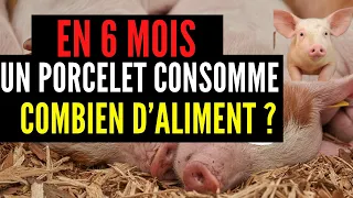 En 6 mois: Quelle quantité d'ALIMENT un PORC consomme durant ces six mois? INVESTIR 100%