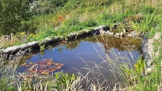 How to Build a Wildlife Pond (and WHY to have one in the Veg Patch)