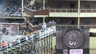 Calgary Stampede - steer wrestling 7.7.15