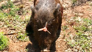 AMAZING HEAD SHOT: Texas Hog Bowhunt (Solid Legend Broadhead)