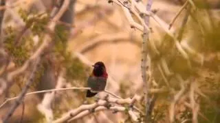 Anna's Hummingbird (Calypte anna), Male, Singing and Scolding