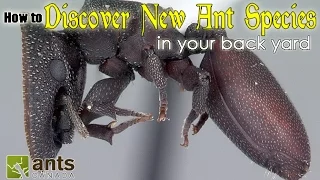 How to Discover a New Species of Ant | featuring Dr. Brian Fisher