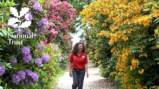 Blooming rhododendrons at Wentworth Castle Gardens