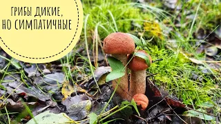 Mushroom walk through the forest. A full basket! In a puddle I met a neighbor of trilobites