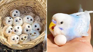 Baby Animals 🔴 Funny Parrots and Cute Birds Compilation (2022) Loros Adorables Recopilación #15