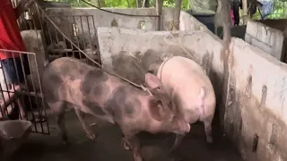 Traditional way ng Pagpapakasta ng Baboy (Natural Breeding for Pigs)