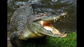 4k crocodile | 4k video wildlife animals in rain | 4k lion video ultra hd | rhino 4k | zebra 4kvideo