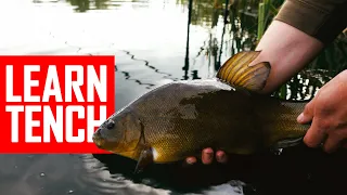 Learn and catch Tench. Looks, habitat, tackle, baits, location and methods covered