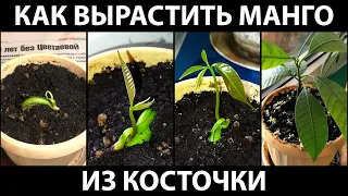 Как вырастить манго из косточки. Наш опыт