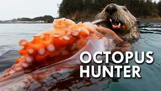 Sea Otter: The Octopus Hunter