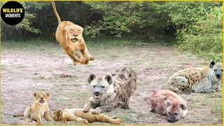 Epic Battle Of Lion Vs Hyena - Can The Mother Lion Rescue Her Kidnapped Cub From The Hyena?