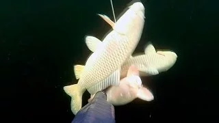 spearfishing.on carp. Подводная охота. Сазан в марте.