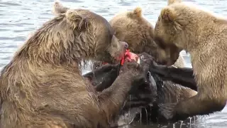 МЕДВЕДИ - РЫБАКИ ПРОФЕССИОНАЛЫ