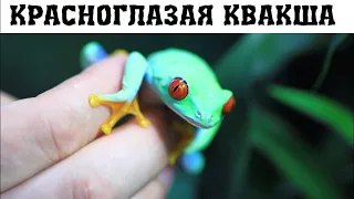 Красноглазая квакша - одна из самых красивых лягушек планеты