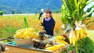 Harvest corn - How to preserve corn as feed for chickens and ducks | Nhất Daily Life