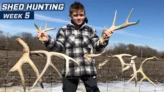 Shed Hunting 2019 Week 5 | MARCH MADNESS