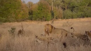 Male lion unbothered by hyenas