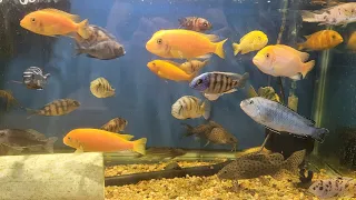 Saturday Morning Store Tour! Lots of New Fish!