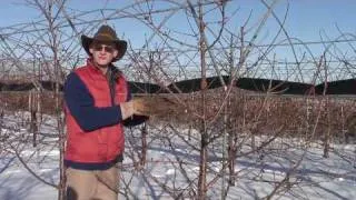 Gisela Cherry rootstocks: Greg Lang 1