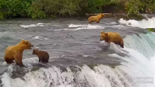 806's Cub Goes Over the Falls - July 18, 2023 (explore.org)