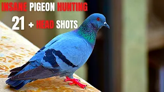 Air gun hunting - feral pigeons ( vulcan 2 )