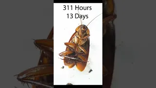 How many hours/days can a cockroach survive without food and water?