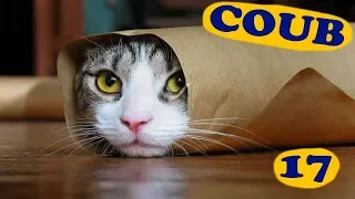 COUB COMPILATION #17 | [18+] | октябрь 2019 (12 минут)