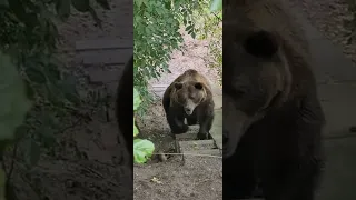 bear comes up the stairs 🐻