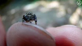 Паук Скакун  - Evarcha arcuata, male (Эварха) самец