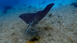 BEST OF 🌟 EAGLE & STING RAYS 🌟 ST. CROIX SNORKELING🌟