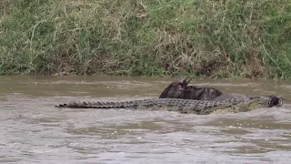 MASSIVE crocodile grabs wildebeest!