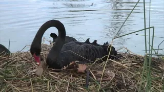 Herdsman Lake Bird Video – Part 1 – Black Swan, Ducks and Grebes