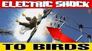 ELECTRIC SHOCK TO BIRDS! Electric Current Vs Birds