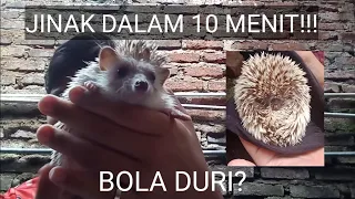 CARA MENJINAKAN LANDAK MINI ||| 10 MENIT LANGSUNG JINAK❗❗❗