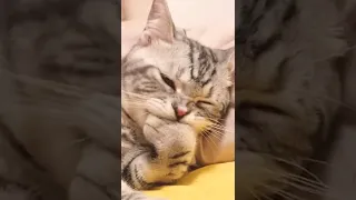 Funny cats videos #174