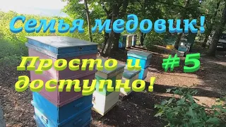 ✅ Купил ПАКЕТ ПЧЕЛ и семья МЕДОВИК к липе! #ПЧЕЛОВОДСТВО5 начинающим с нуля!