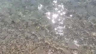 Медузы в Ялте,  Ливадия, Черное море