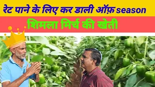 ऑफ़ सीजन  शिमला मिर्च की खेती कैसे करें ll capsicum farming in India ll off season capsicum farming