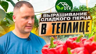 Ответы на Ваши вопросы по выращиванию сладкого перца в теплице от Тимура Атажанова @АгроДвиж