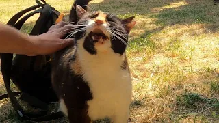 The Best Cat Back Scratch, Her Weird Reaction Still Hilarious After 1 YEAR!