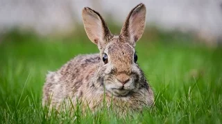 Разведение кроликов в ямах / Розведення кролів в ямах