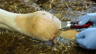 Ушиб и гематома сустава у коровы. Contusion and hematoma of the joint of the cow.