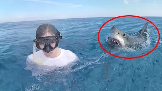 30 Scariest Shark Encounters Ever Caught On Camera (Part 2)