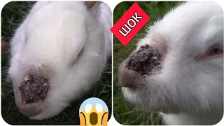 СТРАШНА ХВОРОБА У КРОЛИКА! 🐇 МІНУС ОДИН КРОЛИК! 🐰