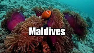 Scuba Dive: Maldives