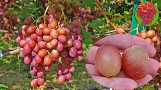 @Виноград Гурман ранний  Вкусный, крупный, хороший виноград