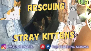 Rescuing Stray Kittens | Caturday