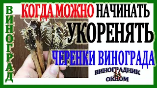 🍇 Когда можно начинать укоренять черенки винограда. Как выбрать лучшее время для укоренения.