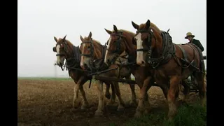 Амиши нас превзошли...