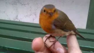 Cute and brave robin giving me an opportunity to touch him